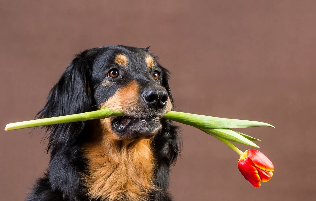 Фото обои друг, тюльпан, собака