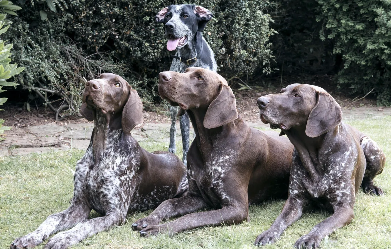 Фото обои собаки, группа, коричневые