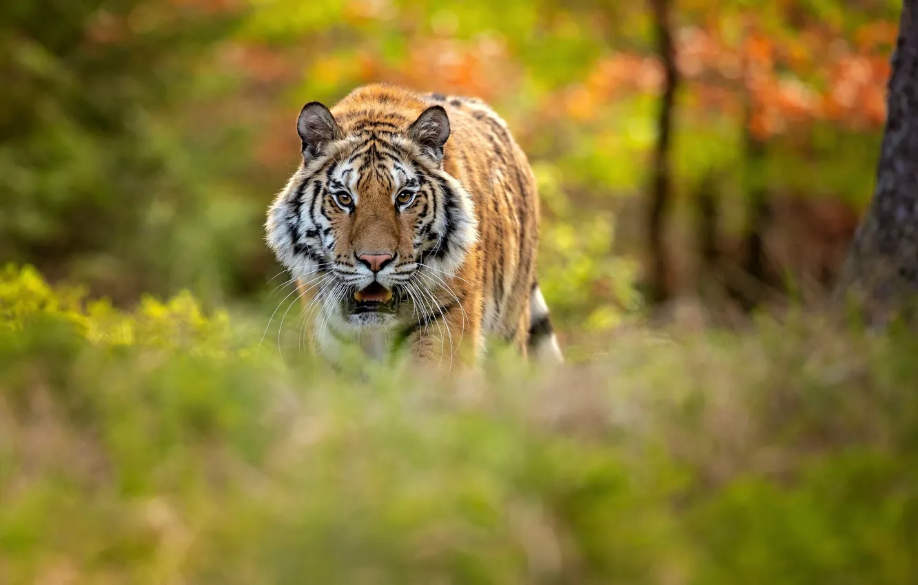 Фото обои лес, тигр, боке, сибирский тигр