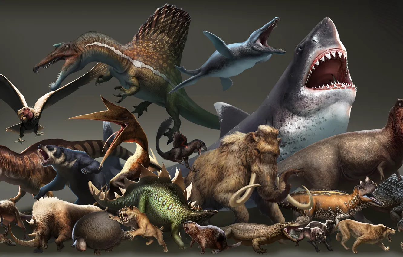 Фото обои животное, разное, много