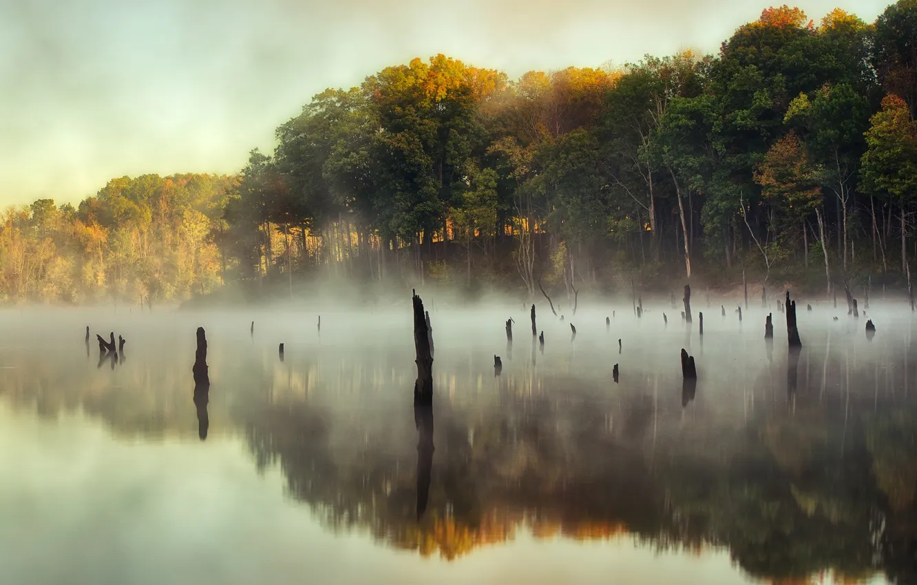Фото обои небо, деревья, туман, озеро, отражение, зеркало