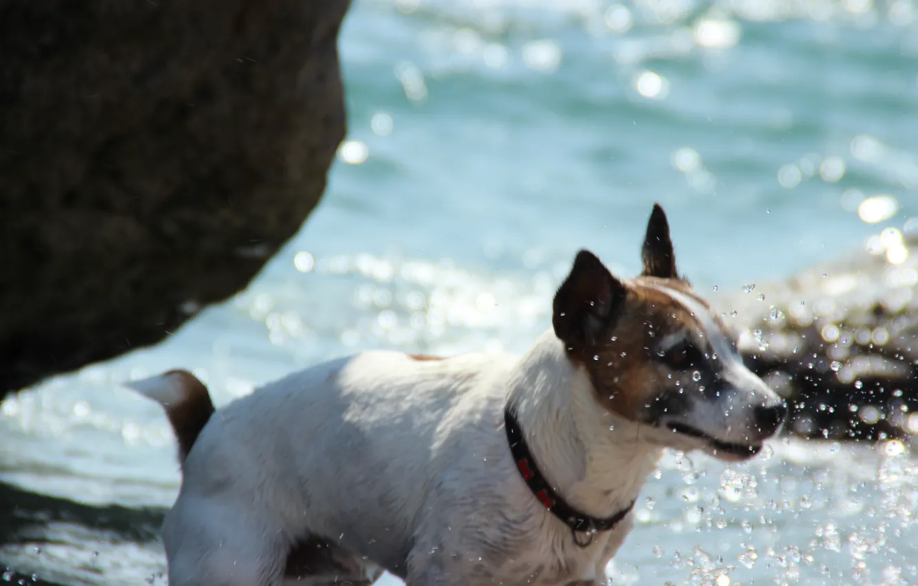 Фото обои пляж, Крым, барбосыч