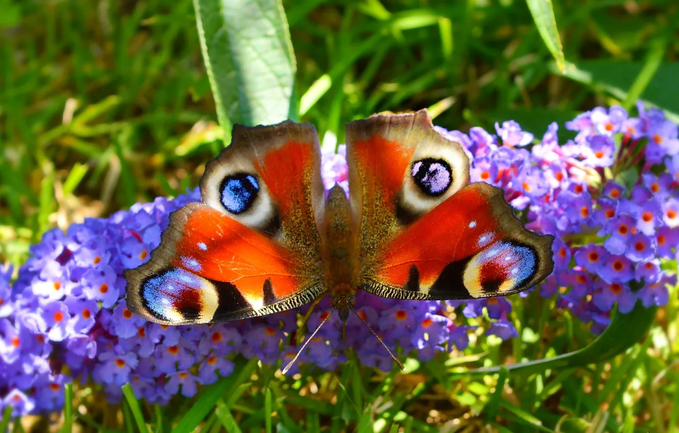 Фото обои Макро, Бабочка, Цветочки, Macro, Butterfly, Purple flowers