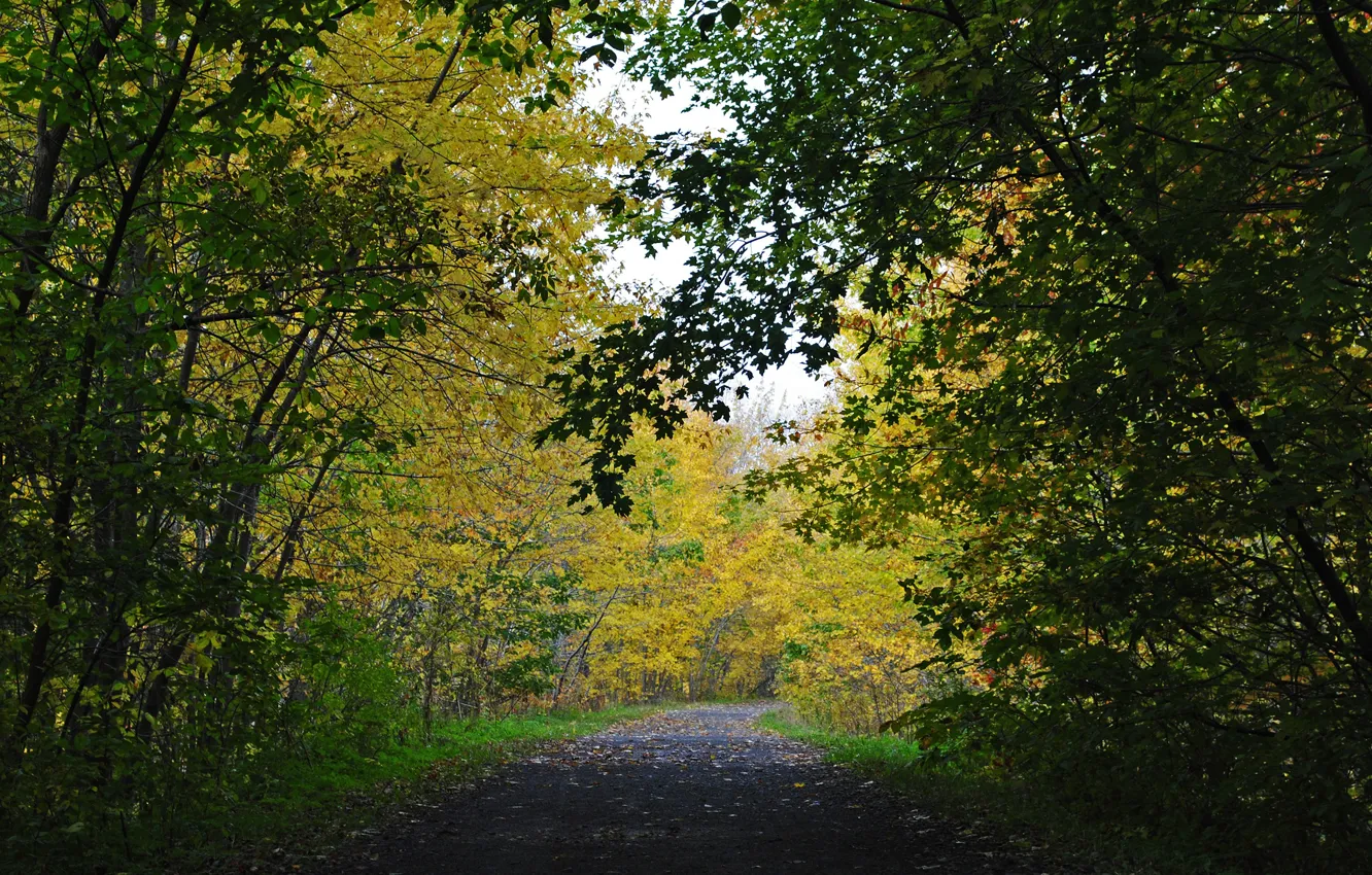 Фото обои Дорога, Осень, Деревья, Nature, Fall, Autumn, Road, Trees