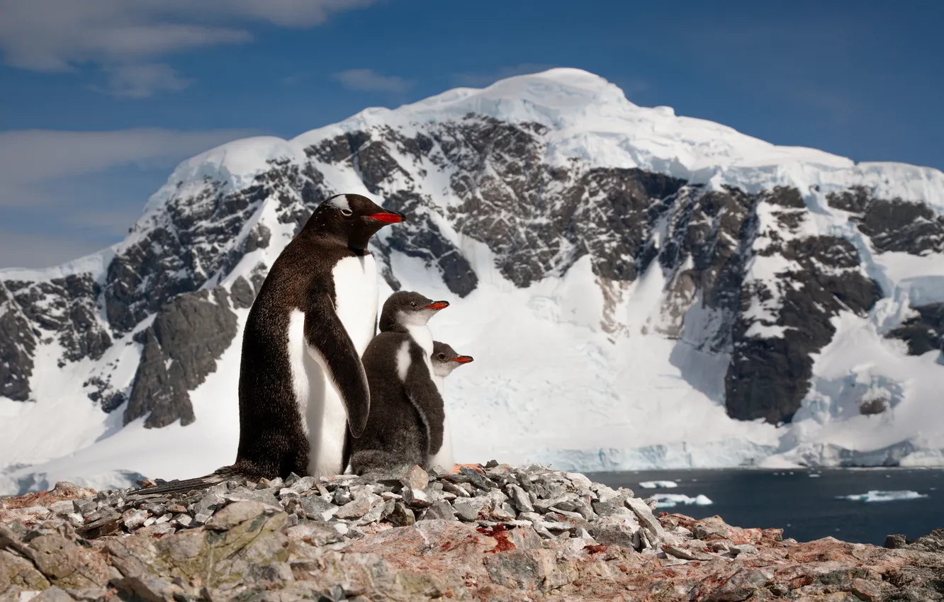 Фото обои mountains, cold, penguins