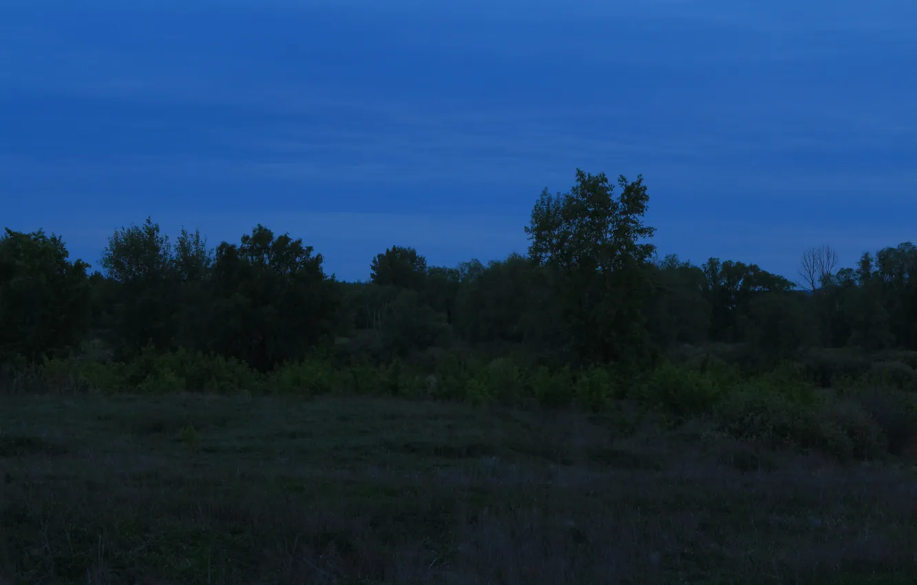 Фото обои поле, лес, небо, деревья, природа, вечер, сумерки, Stan