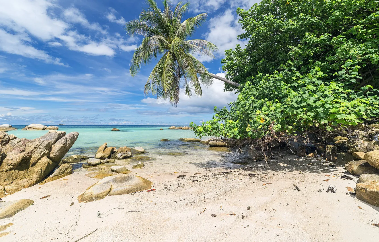 Фото обои море, пляж, природа, тропики, пальмы, голубое небо