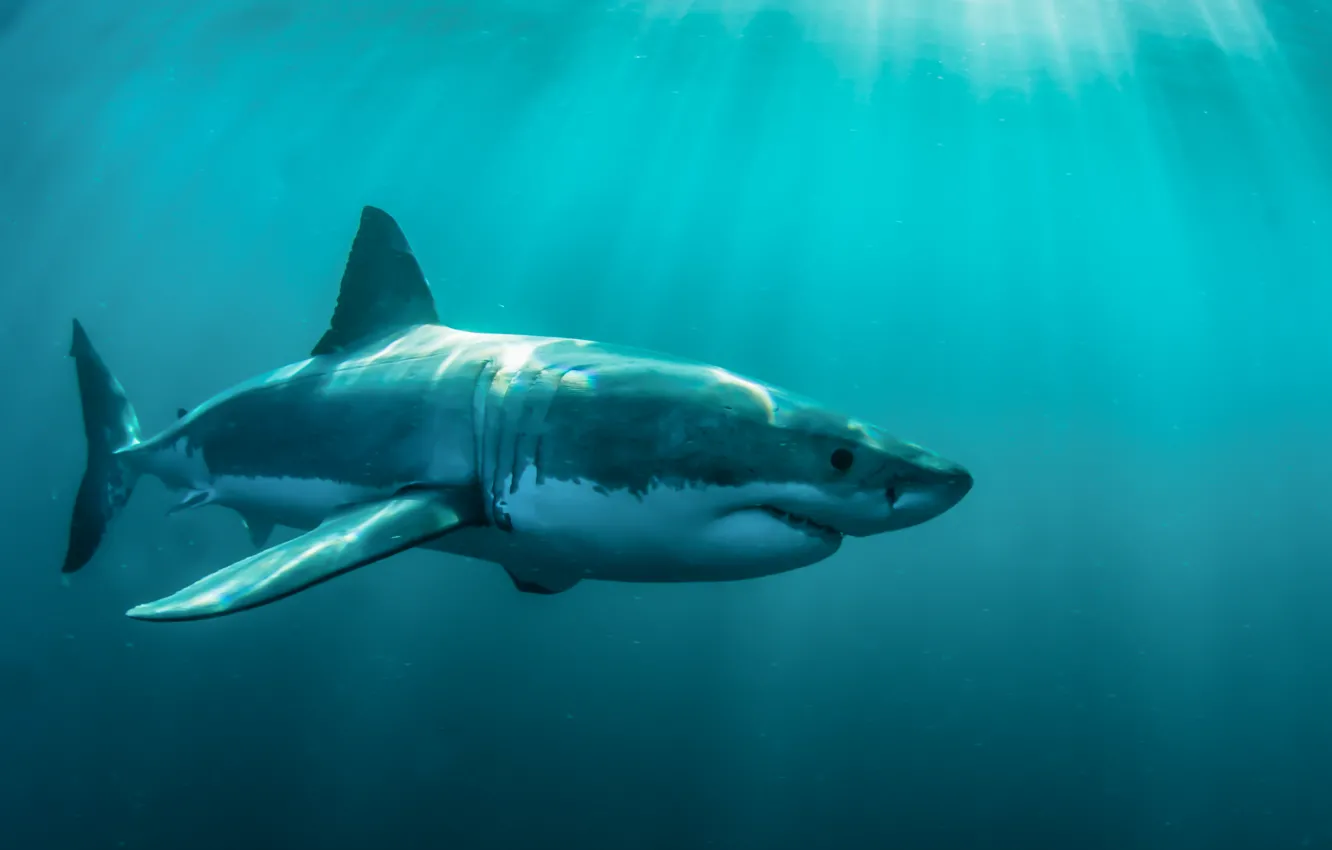 Фото обои ocean, predator, body, white shark