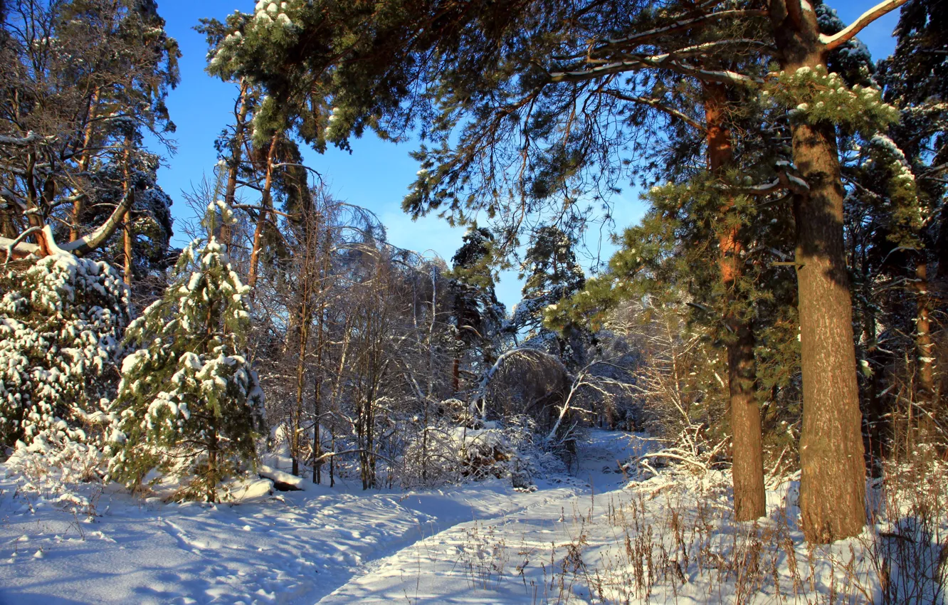 Фото обои зима, лес, снег, природа, фото