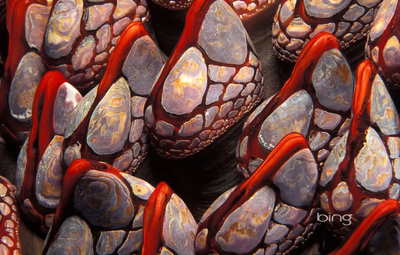 Фото обои моллюск, раковина, Канада, ракушки, Британская Колумбия