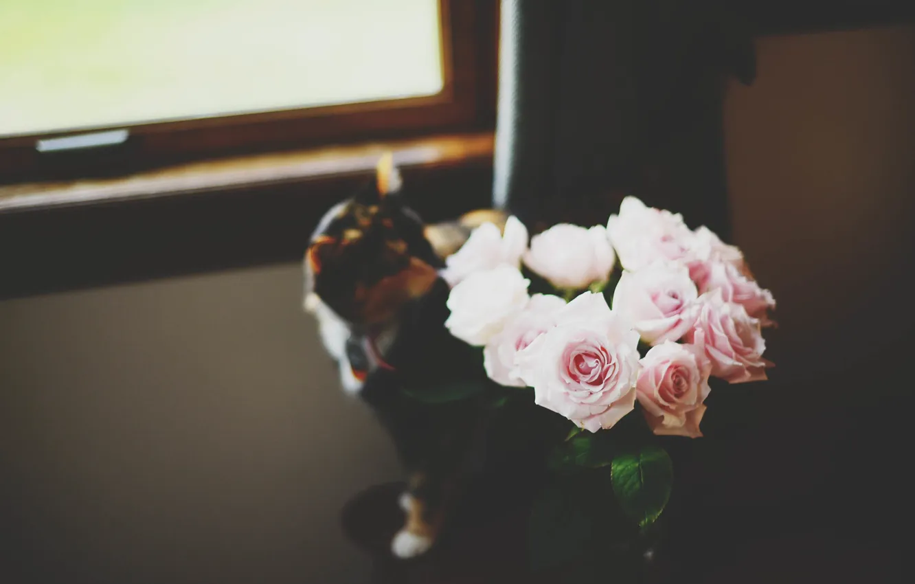 Фото обои кошка, кот, цветы, розы, розовые