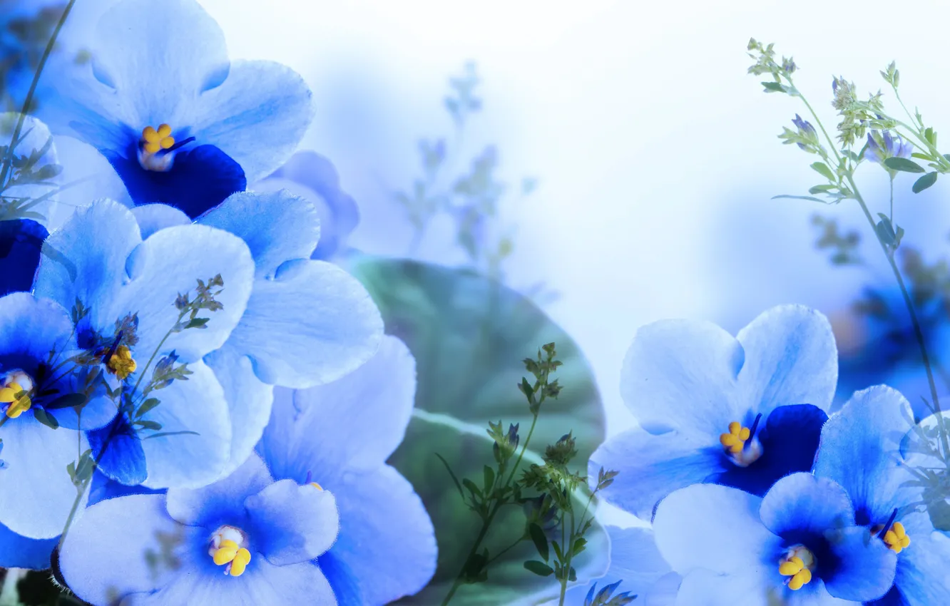 Фото обои Light, Blue, Синие, фиалки, Violets