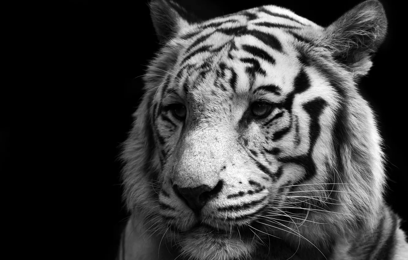 Фото обои Кошка, Тигр, Белый, Хищник, Tiger, White