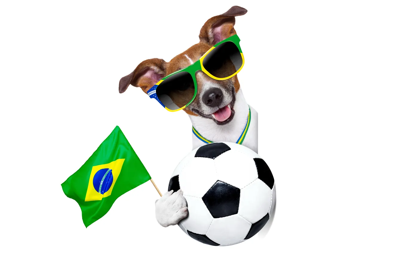 Фото обои собака, очки, logo, dog, football, flag, funny, cool