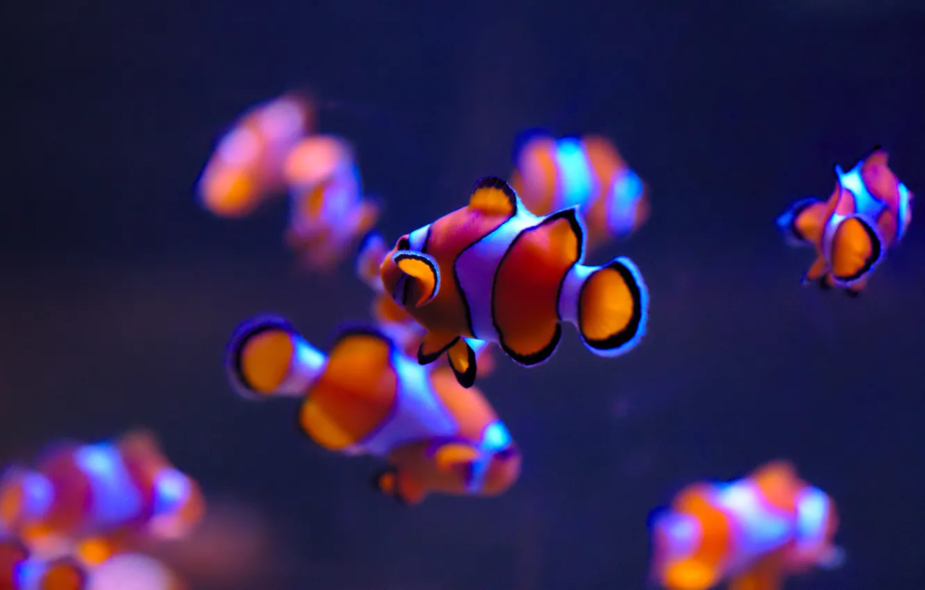 Фото обои рыбки, аквариум, Рыба-клоун, Clownfish