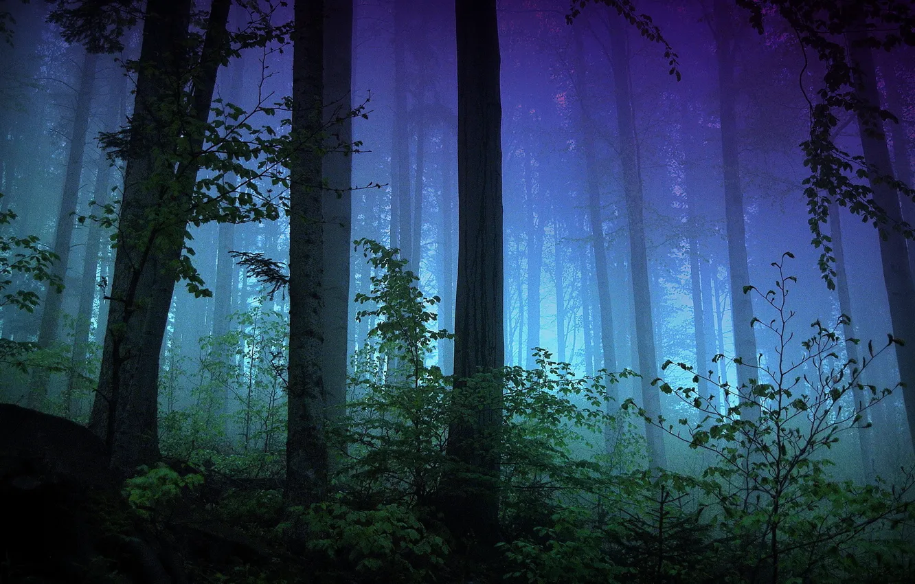 Фото обои lights, dark, forest, trees, blue