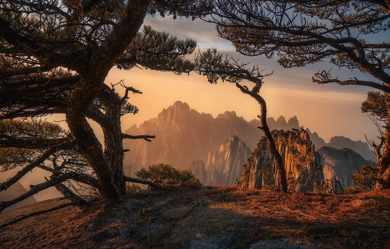 Фото обои деревья, горы, ветки, туман, скалы, рассвет, утро, сосны