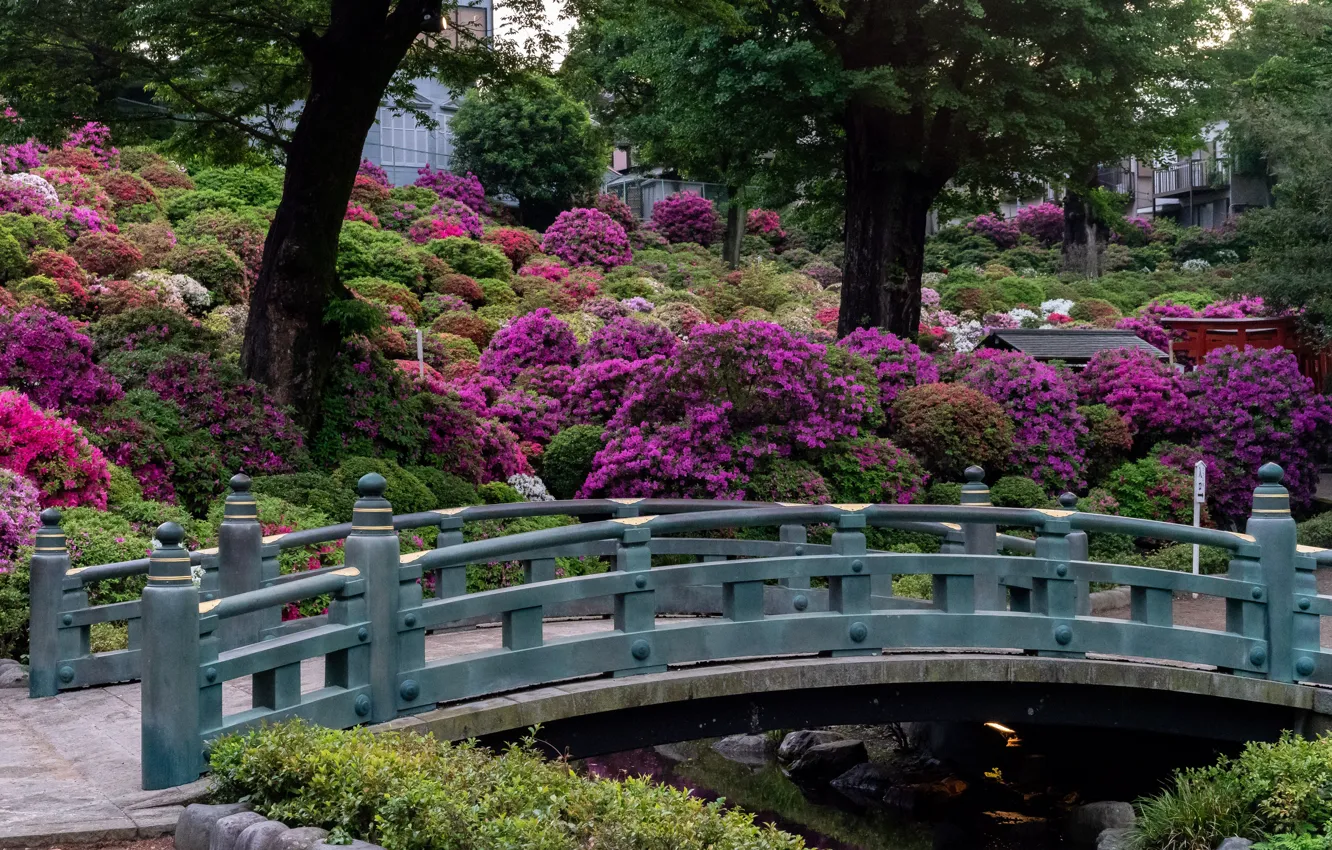 Фото обои деревья, цветы, мост, парк, Япония, сад, Japan, Kyoto