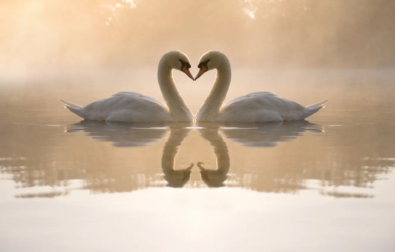Фото обои вода, любовь, туман, пруд, сердце, вечер, пара, лебеди