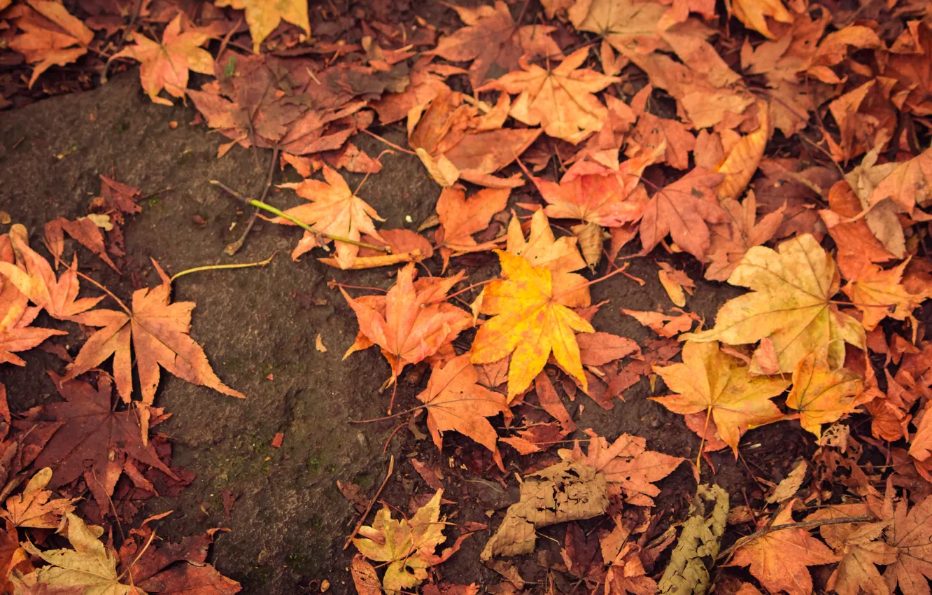 Фото обои осень, листья, colorful, клен, autumn, leaves, осенние, maple