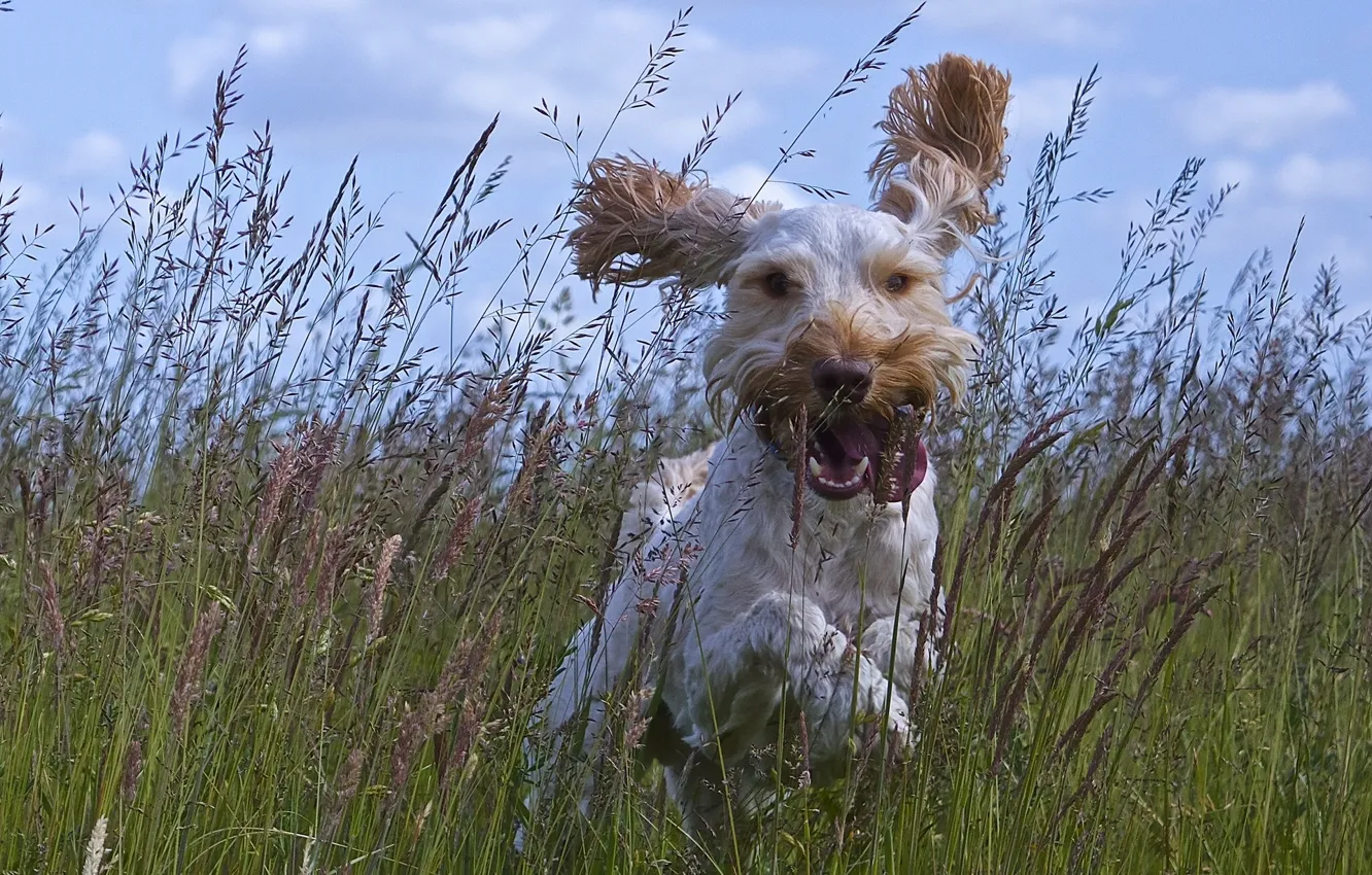 Фото обои язык, трава, радость, настроение, собака, луг, прогулка, уши