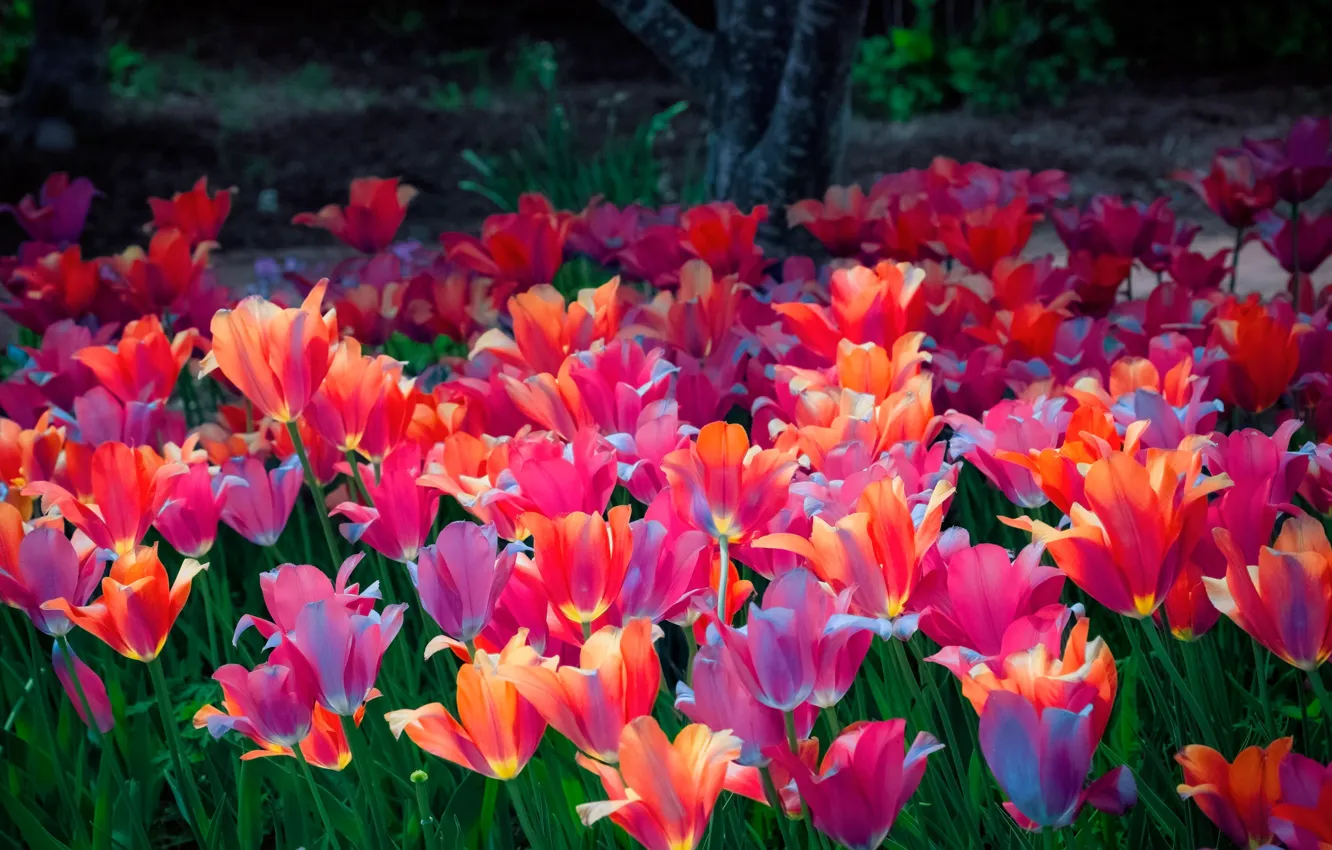 Фото обои свет, цветы, оранжевый, красный, поляна, красота, весна, лепестки