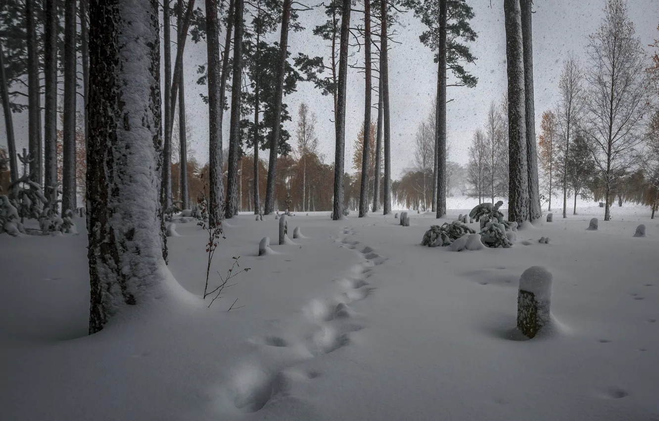 Фото обои зима, лес, снег