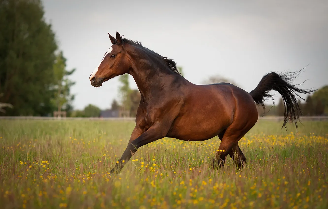 Фото обои лето, природа, конь