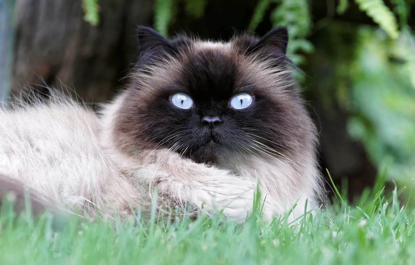 Фото обои кошка, трава, глаза, кот, природа, портрет, голубые, мордочка