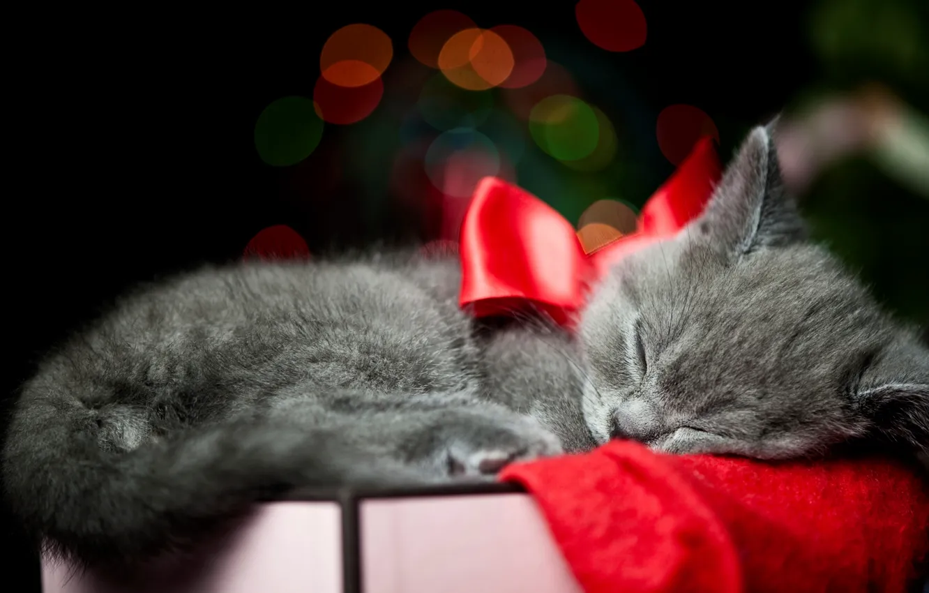 Фото обои кошка, кот, котенок, серый, коробка, спит, бант, ленточка