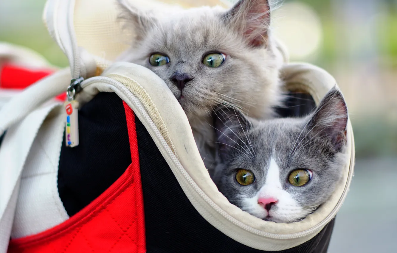 Фото обои котята, сумка, малыши, парочка, мордочки