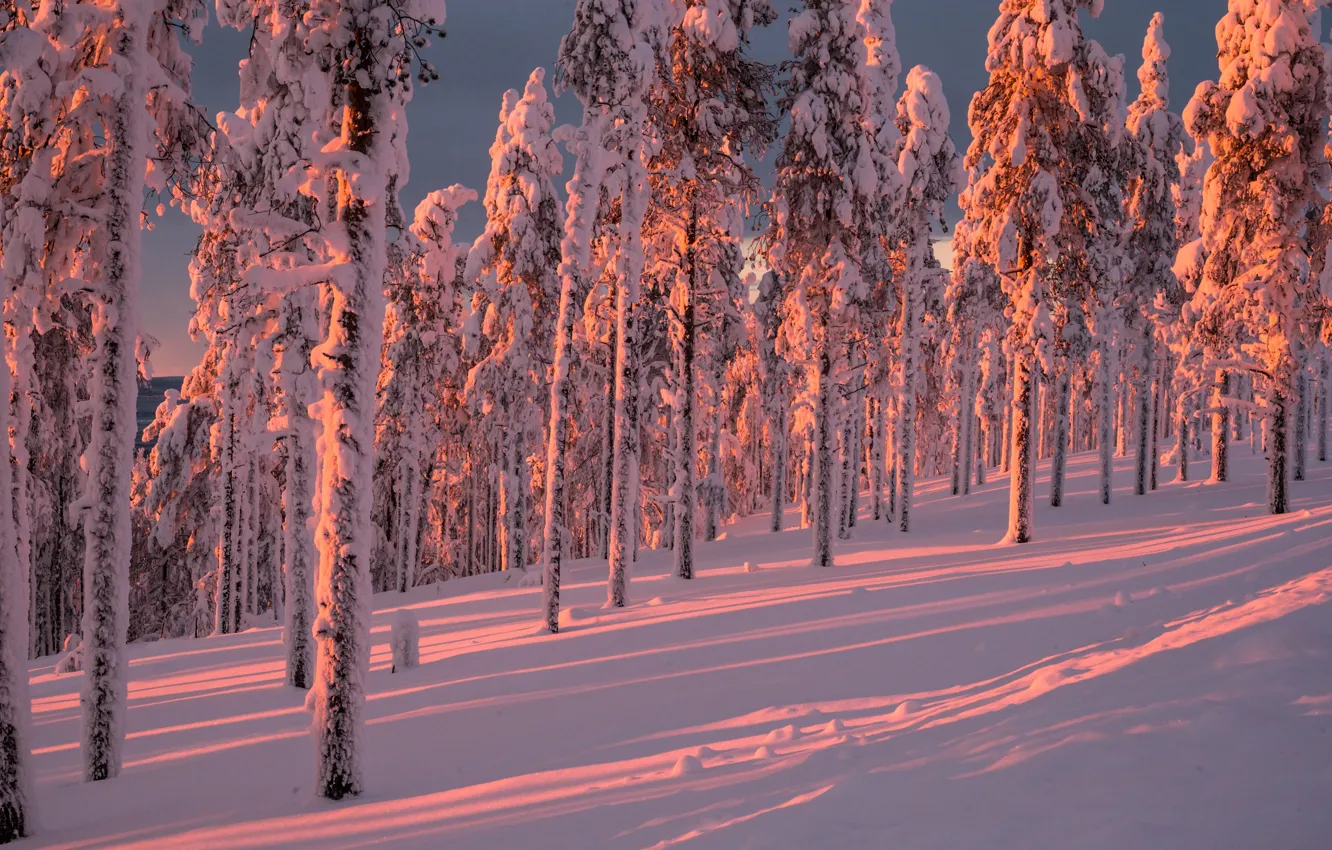 Фото обои зима, лес, снег, деревья, Финляндия, Finland, Lapland, Лапландия
