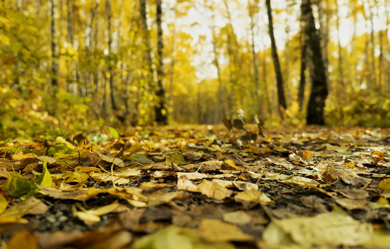 осень в лесу. однородный листья лес. дикий осенний лес. однородный листья лес. осень лес листва.