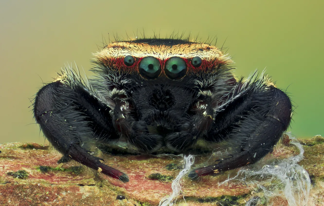 Фото обои макро, фон, паук, волоски, насекомое