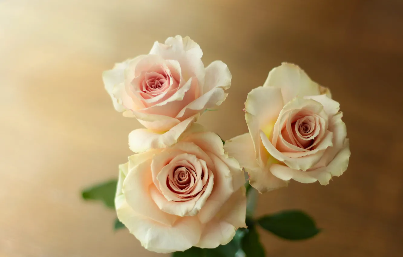 Фото обои розы, трио, бутоны