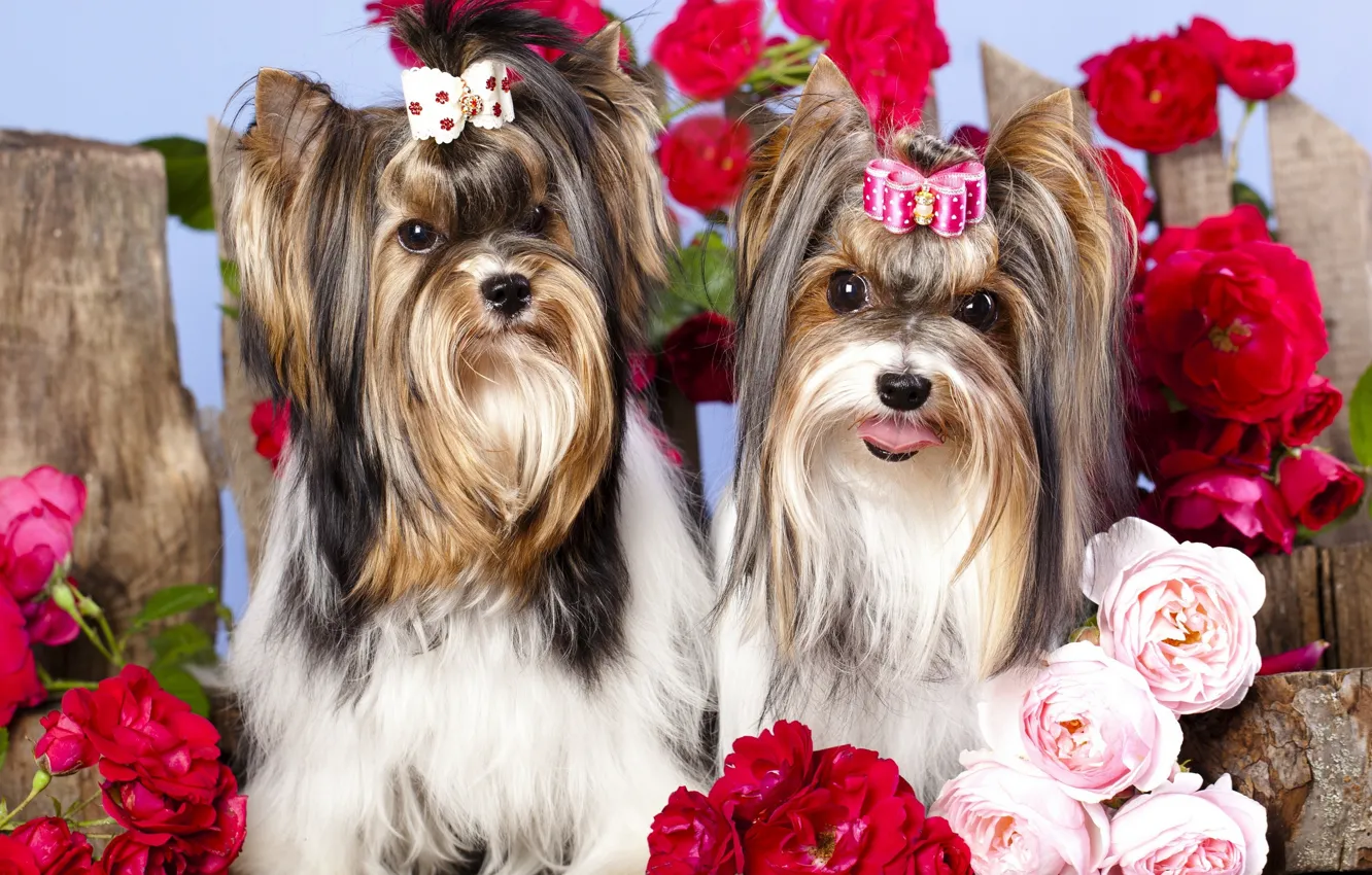 Фото обои собаки, цветы, девочки