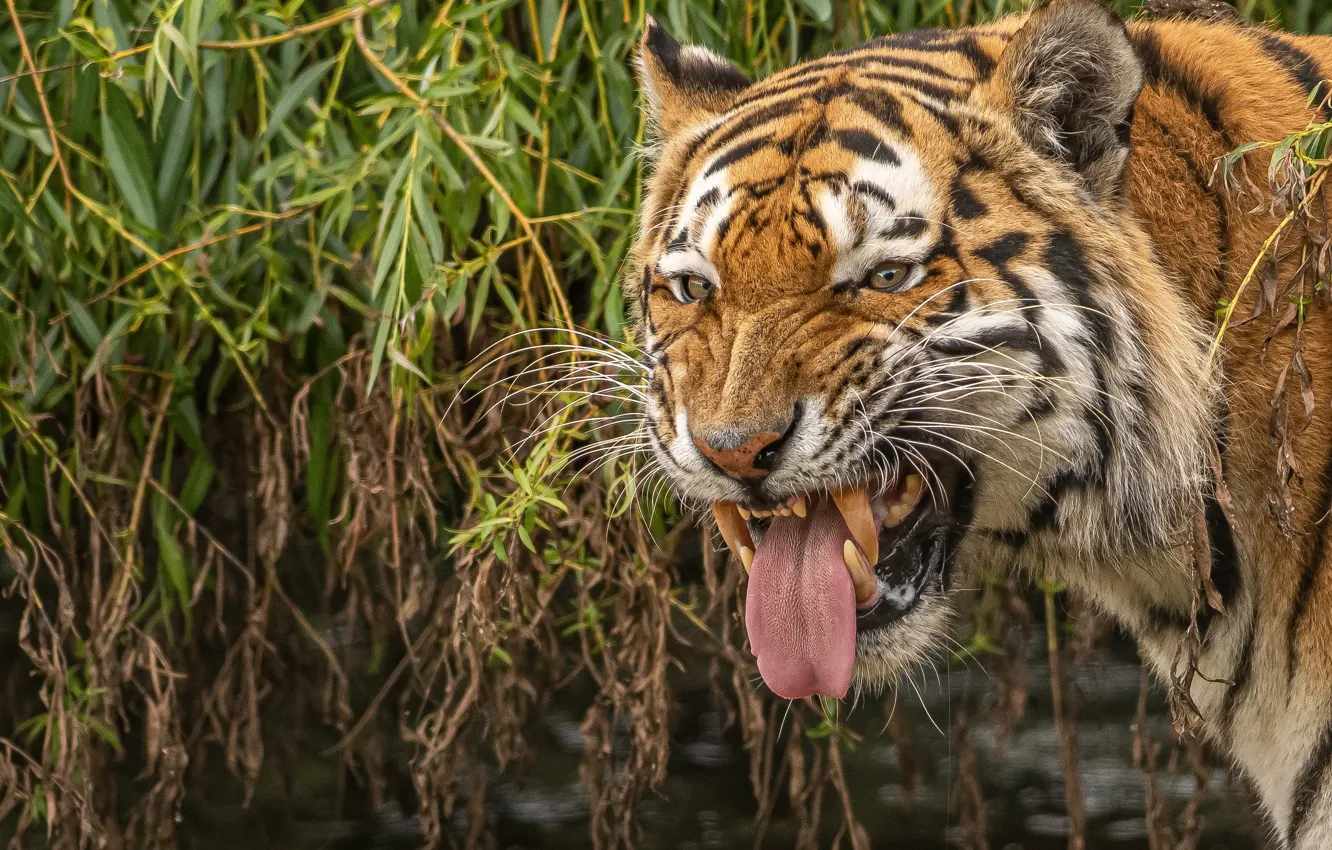 Фото обои язык, морда, тигр, клыки, дикая кошка