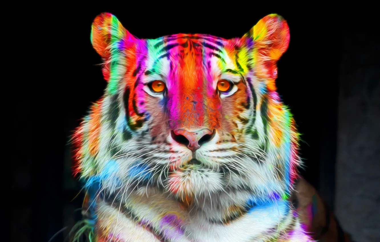 Фото обои морда, тигр, цветной