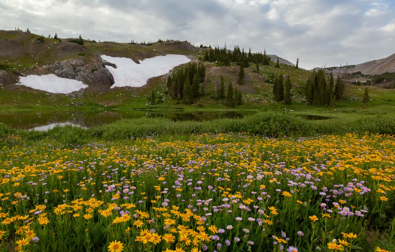 Фото обои поле, цветы, горы, луг