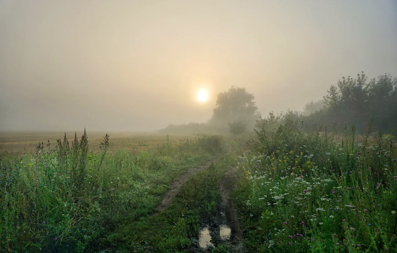 Фото обои поле, трава, солнце, деревья, цветы, туман, рассвет, утро