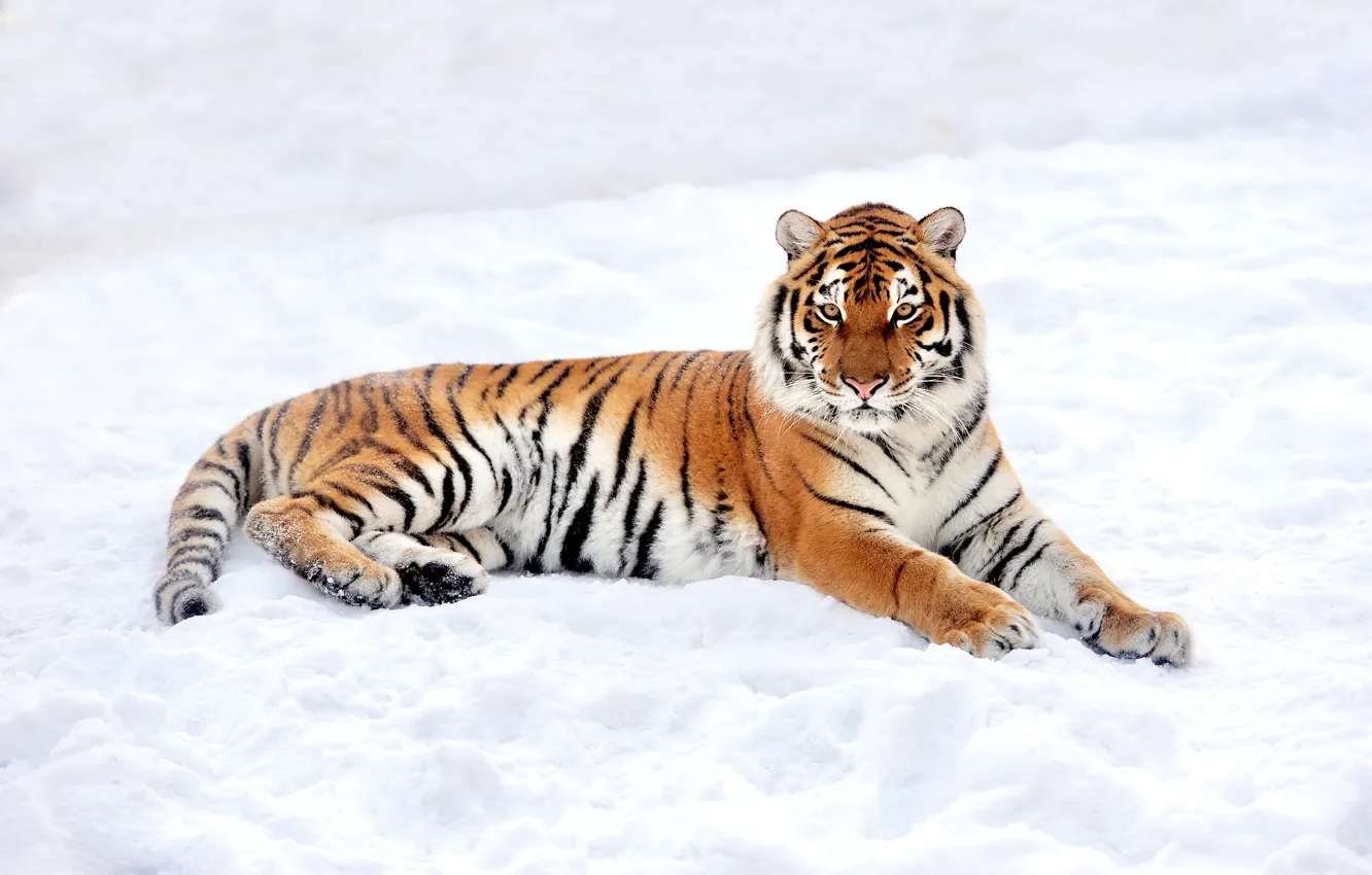 Фото обои зима, снег, природа, тигр, хищник, лежит, отдыхает