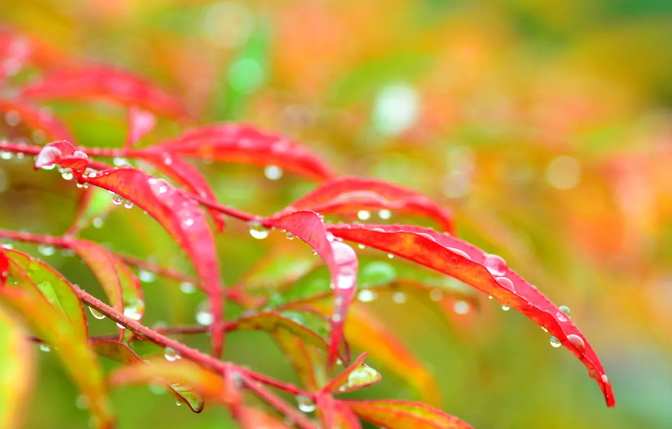 Фото обои осень, листья, вода, капли, макро, ветка