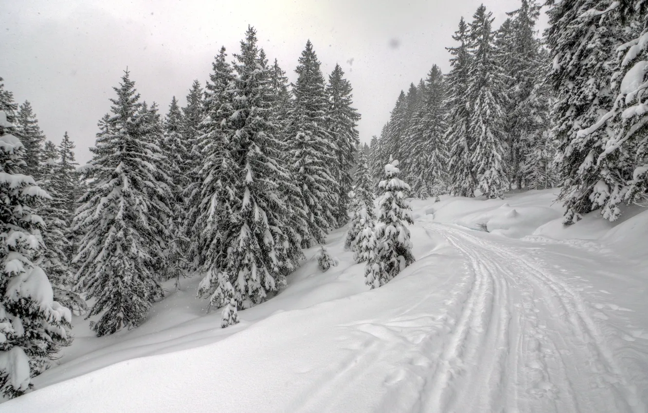 Фото обои дорога, лес, снег, Зима, ели, мороз, forest, road