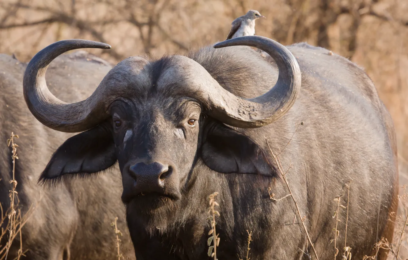 Фото обои взгляд, дружба, самец, Танзания, или чёрный (капский) буйвол (Syncerus caffer caffer), обоюдная польза, Африканский, рогатый …