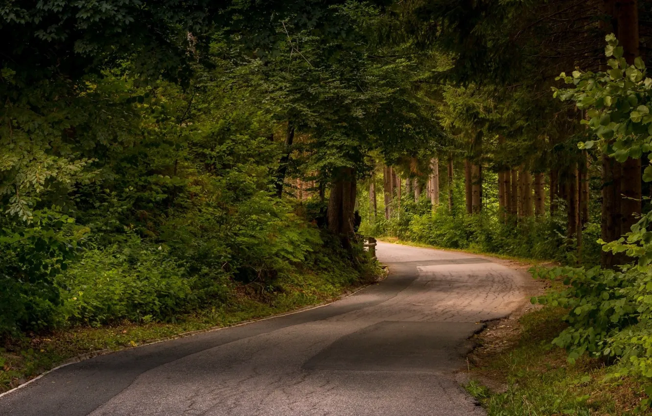 Фото обои дорога, зелень, деревья
