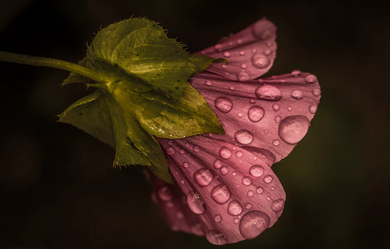 Фото обои flower, drops, petals