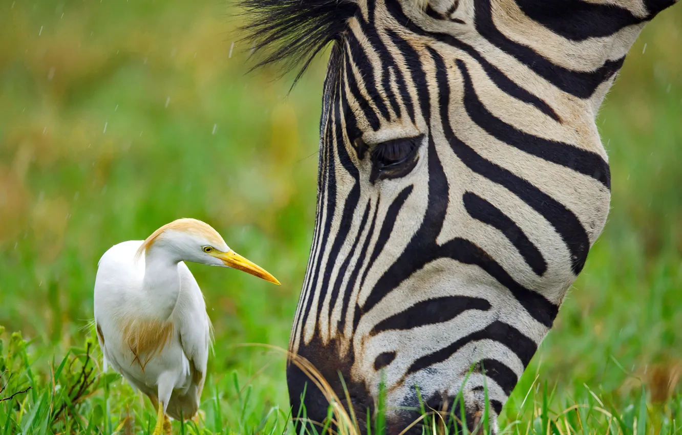 Фото обои морда, крупный план, животное, птица, зеленая трава, зебра, close-up, bird