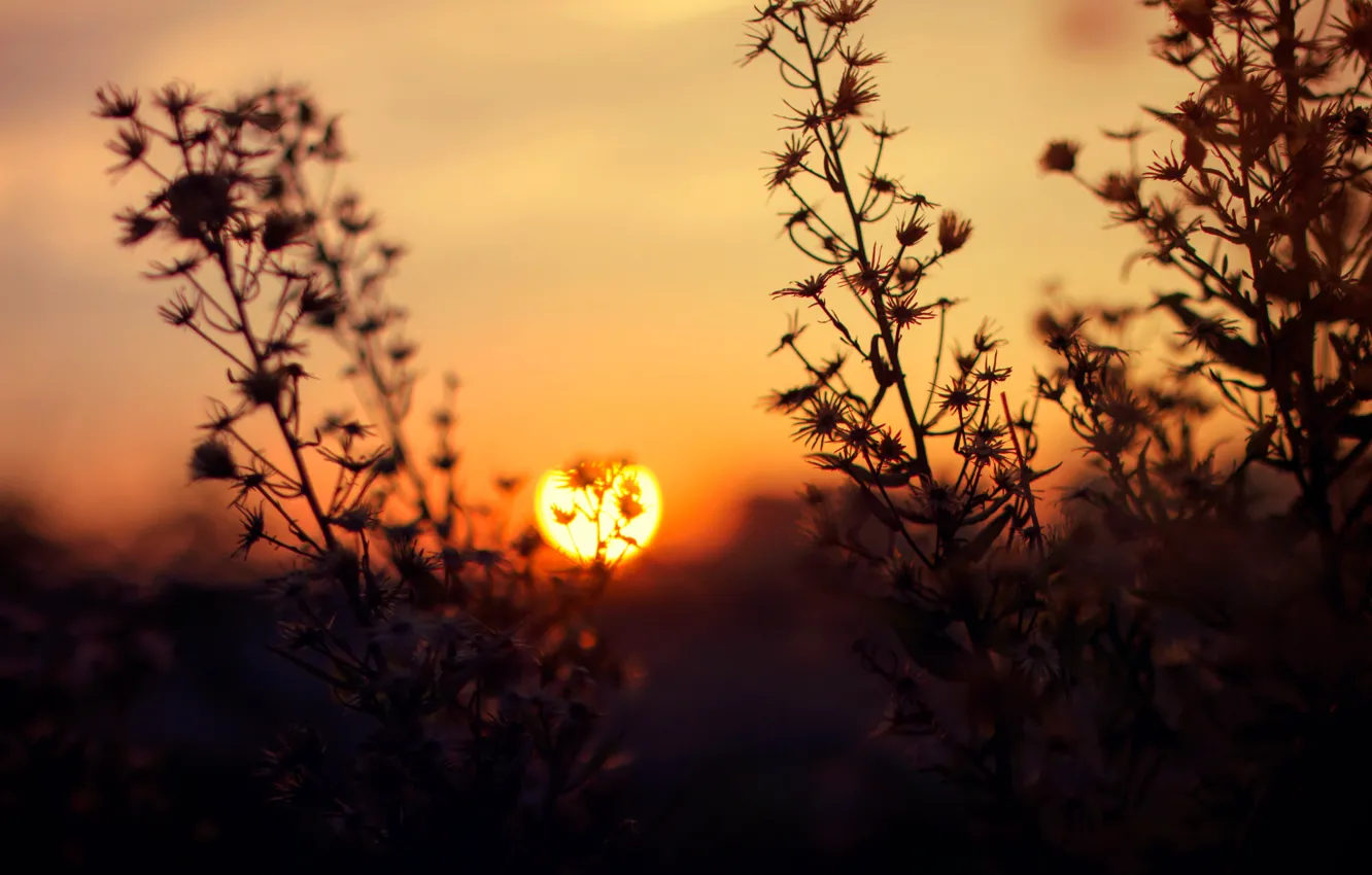 Фото обои Солнце, Поле, Рассвет, Light, Landscape, Sun, Dawn, Golden