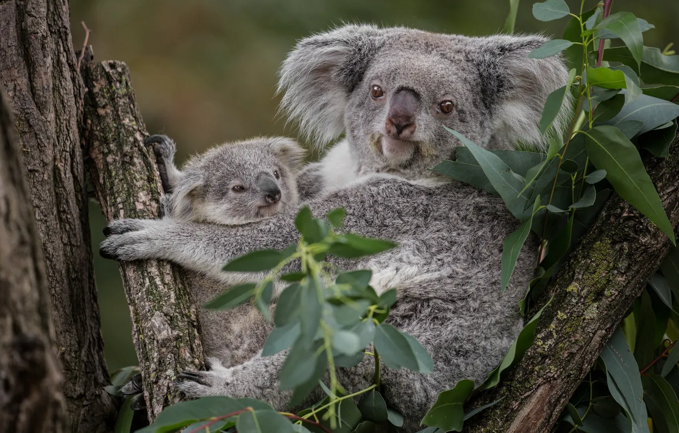 Фото обои листья, дерево, пара, детеныш, мама, два, коала