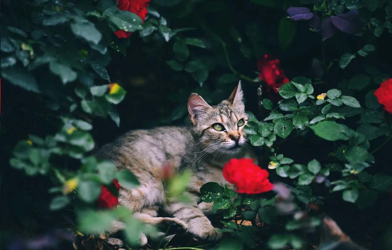 Фото обои лежит, Котейка, в цветах